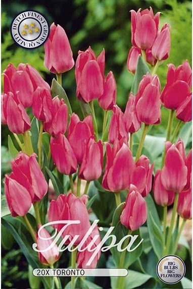 Tulip Toronto 20-pakning